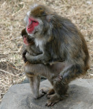Snow Monkey