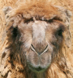 Bactrian Camel