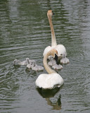 Trumpeter Swans and Cygnet