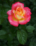 Lake Harriet Rose Garden