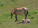 Asian Wild Horse