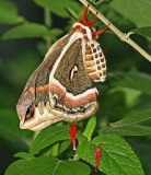 Promethia Moth