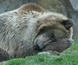 Brown Bear also known as grizzlies