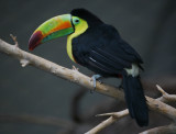 Keel Billed Toucan