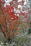 Autumn Snowfall