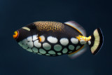 Clown Triggerfish