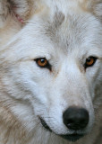 Gray Wolf