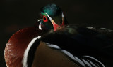 Male Wood Duck
