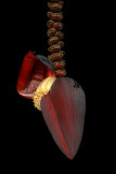 Banana Tree Bloom Pod