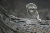 Infant De Brazzas Monkey