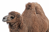 Bactrian Camel