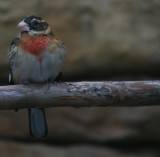 Rose-breasted Grosbeak