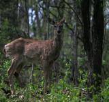 White-Tailed Deer