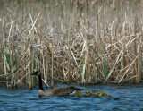 Canada Goose with young