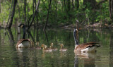 Canadian Geese Family