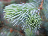 Ever Green Pine
