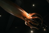 Giant Squid