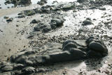 Sea Otter Rock