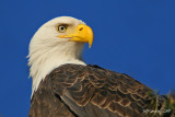 bald-eagle-close.jpg