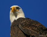 eagle-closeup2.jpg