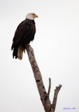 bald-eagle-5d.jpg