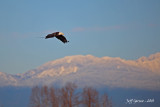 eagle-soaring.jpg