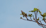 Pink Necked Green Pigeon