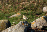 kenstenskvtta (Oenanthe deserti)  Stenboudd  land