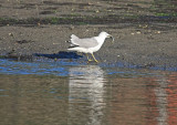 sea gull and fish..