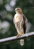 Red tail hawk and fly !