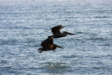 Pelicans at Coronado Island..