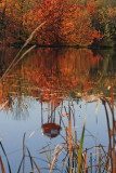 Lilly pond Gilford New Hampshire..