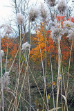 Branford Ct.  11/03