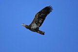 Juvenile Bald Eagle...La Crosse WI.