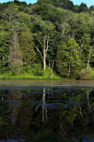Reflections on the lake.jpg