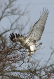 Juvenile Red-Tailed Hawk