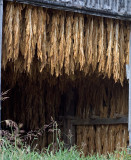 Lexington Kentucky:  Inside the barn...