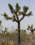 Joshua Tree Mojave California.
