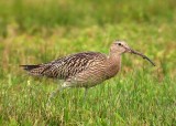 Numenius arquata - Veliki skurh - Curlew