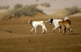 Desert dogs