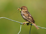 Passer hispaniolensis - Travniski (spanski) vrabec - Spanish sparrow