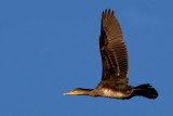 Phalacrocorax carbo - Veliki kormoran - Cormorant