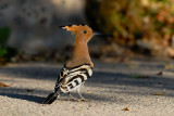 Upupa epops - Smrdokavra - Hoopoe