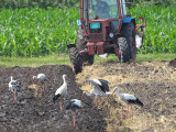 Ciconia ciconia - Bela storklja - White stork