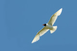 Larus melanocephalus - Crnoglavi galeb - Mediterranean gull