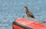 Phalacrocorax pygmeus - Pritlikavi kormoran - Pygmy cormorant