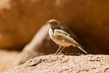 Ammomanes deserti - Puscavski skrjanec - Desert Lark