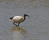 Threskiornis aethiopicus - Sveti ibis - Sacred ibis