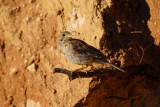 Passer hispaniolensis - Travniski (spanski) vrabec - Spanish sparrow