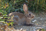 Oryctolagus cuniculus - Divji kunec - European rabbit